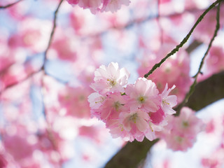 Kirschblüte in Frankfurt