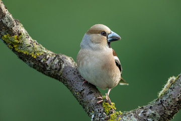 Hawfinch, Coccothraustes coccothraustes