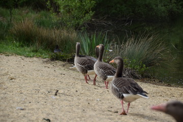 Wildgans