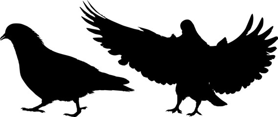 two pigeons isolated black silhouettes