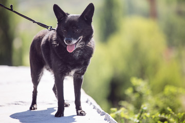 Small black dog on an old leash