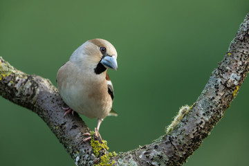 Hawfinch, Coccothraustes coccothraustes