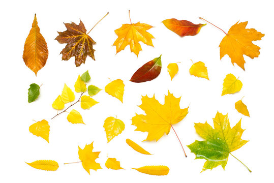 Autumn collection of yellow and red leaves birch, maple, rowan and viburnum isolated on white background. Flat lay, top view