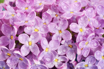 Lilac flower with water drops closed up background