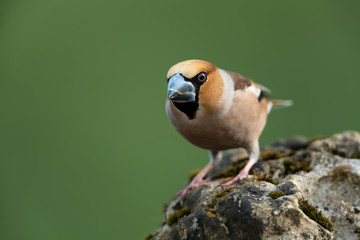 Hawfinch, Coccothraustes coccothraustes