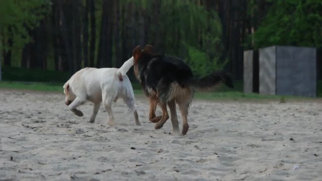 purebred dogs play, slow motion