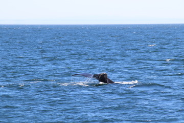 Obraz premium Buckelwal Flosse