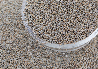 Pearl Millet Seeds Also Know as Bajra, Bajri, Bulrush Millet or Indian Millet.