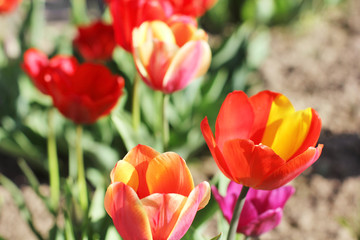 Tulips. Flowers in the garden