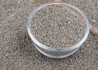Pearl Millet Seeds Also Know as Bajra, Bajri, Bulrush Millet or Indian Millet.