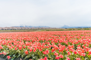 Tulips  in the background , the town of Asahi in Toyama Prefecture  Japan.