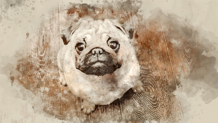 Fototapeta na wymiar Dog-pug looking into camera close up. Watercolor background