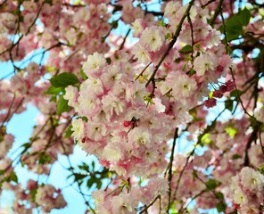 rosa Blüten, Hintergrund