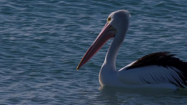 A slow motion scenic shot of an australian pelican walking on the beach.