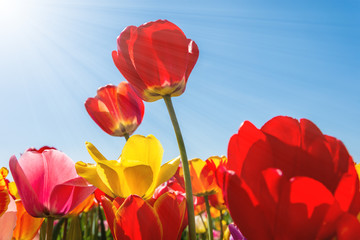 Obraz premium Frühling - Tulpenfeld mit Sonnenstrahlen