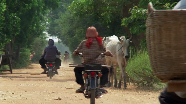 Cambodia: Man walking with Zebu steers and people riding bikes on a dirt road
