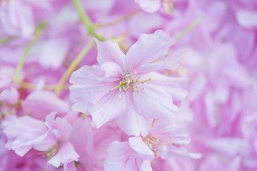 Beautiful japanese cherry blossom close up