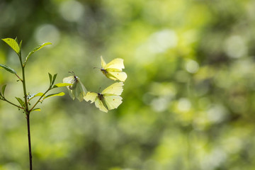 Fototapeta premium Motyle cytrynowe na wiosnę podczas uprawiania miłości