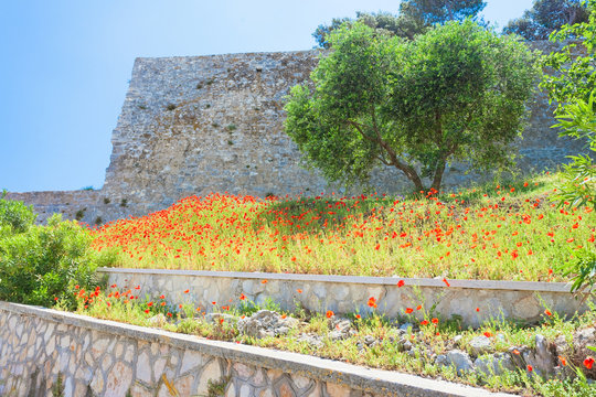 Vieste, Italy - Poppy field at the historic fortress of Vieste