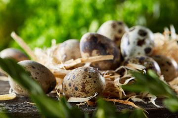 Quail eggs on old brown wooden surface with green blurred natural leaves background, selective focus, close-up