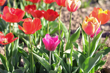  Tulips. Flowers in the garden