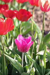  Tulips. Flowers in the garden