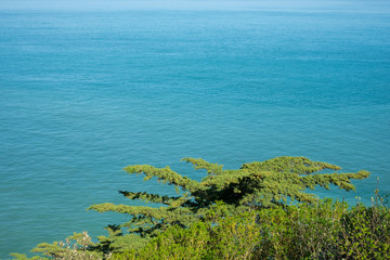 La mer à l'infini au dessus des pins parasols