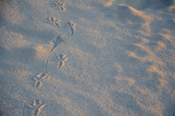 Footprints in the sand on a beach in Denmark