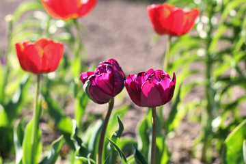  Tulips. Flowers in the garden