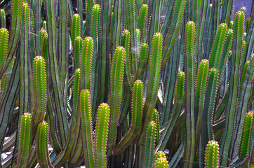 Kaktus San Pedro 