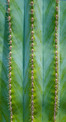Kaktus Textur