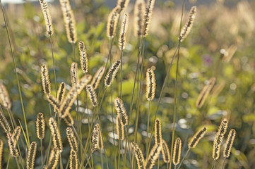 Fototapeta premium Blumenwiese