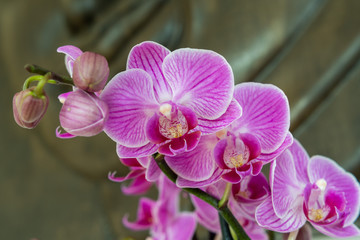 Naklejka na ściany i meble Orchideen in pink vor holz Hintergrund