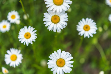 Fototapeta premium flower in garden
