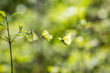 Zitronenfalter im Frühling beim Liebesspiel © UrbanExplorer