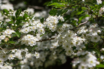 Blumen und Blüten im Frühling