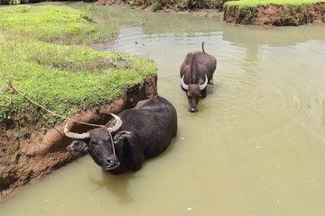 Kalabaw-carabao Filipino domestic water buffaloes. Malinab lagoon area-Sipalay-Philippines. 0430
