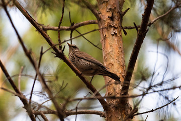 Fieldfare on a branch of a pine