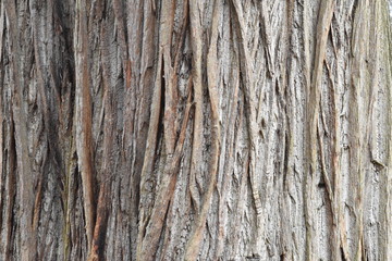 Tree bark