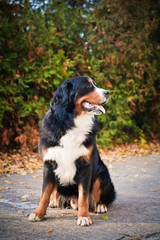 Bernese mountain dog walking in autumn park