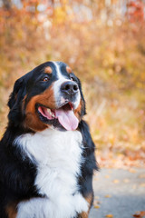 Bernese mountain dog walking in autumn park