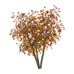 3D Rendering Rowan Trees on White