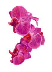 Flower paint orchids bouquet hand paint by poster color