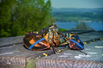 Hummer Homarus Meer Feinschmecker Greifschere