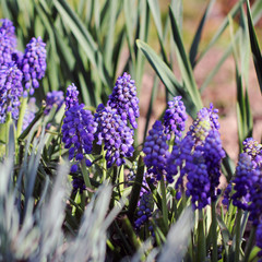 Purple flowers in the garden