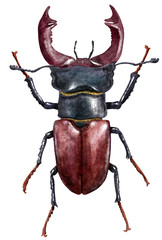 Lucanus watercolor illustration, isolated on white