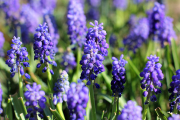 Fototapeta premium Purple flowers in the garden