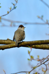 Männchen der Mönchsgrasmücke (Sylvia atricapilla) 