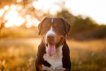 Great swiss mountain dog walking outdoors in sunset