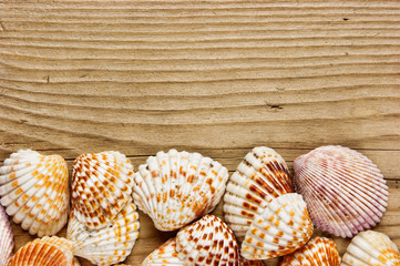 Sea shells on old wooden board